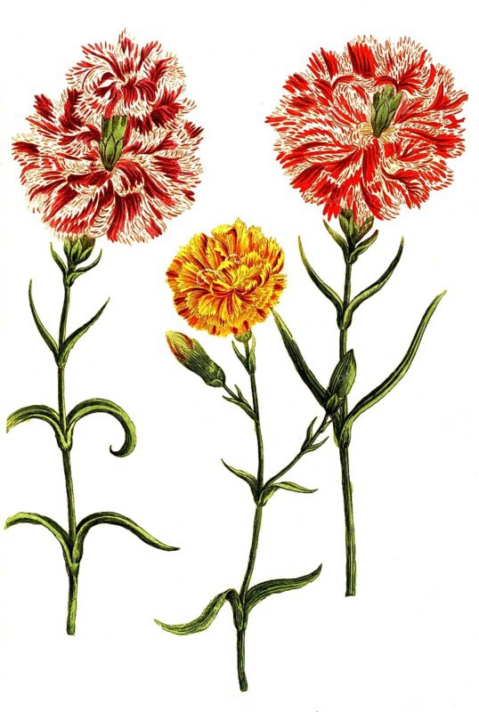 Caryophyllus hortensis