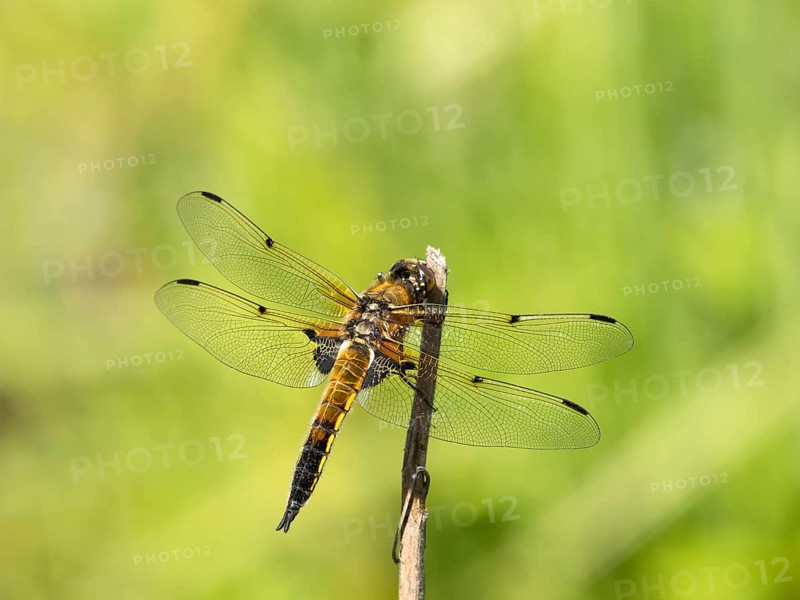 Four-spotted damselfly