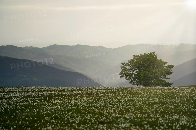 Blooming on mount Petrano in Spring