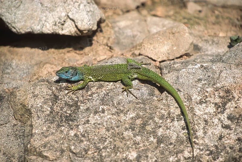 European green lizard