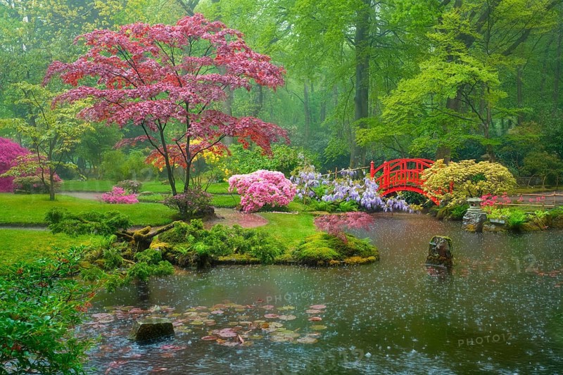 Small bridge in Japanese garden in rain