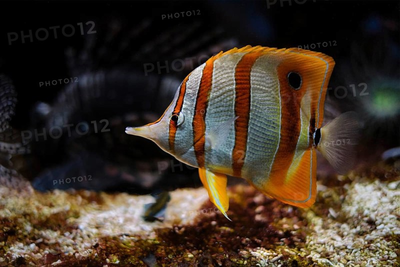 Copperband butterflyfish