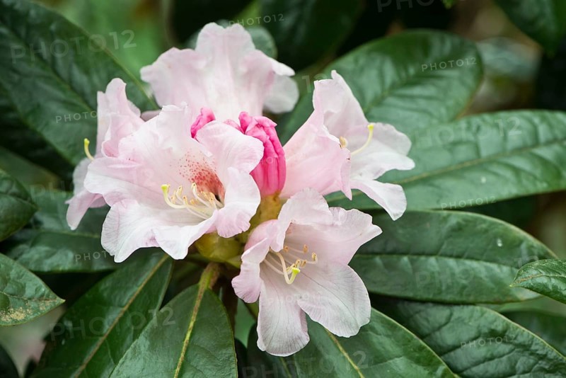 Rhododendron-Hybride Teddy Bear