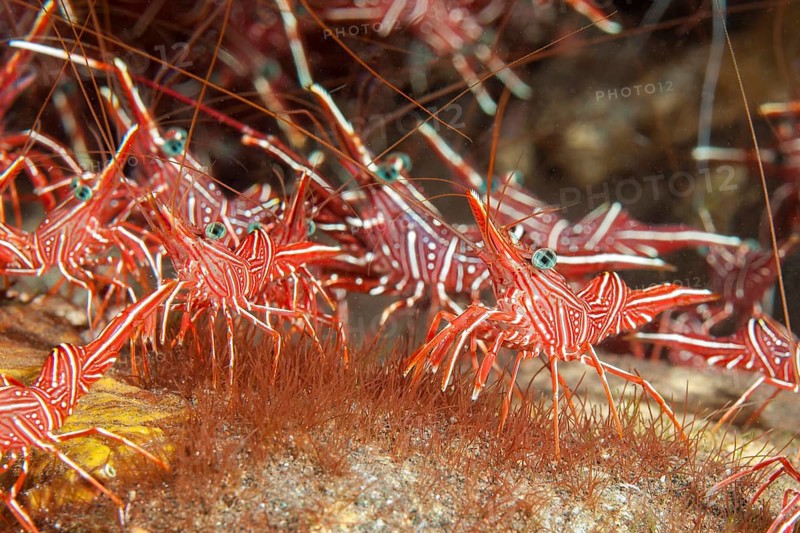 Group of camel shrimp