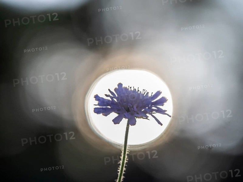 Field scabious