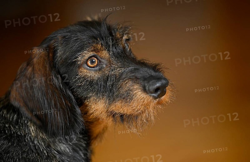 Rough-haired dachshund