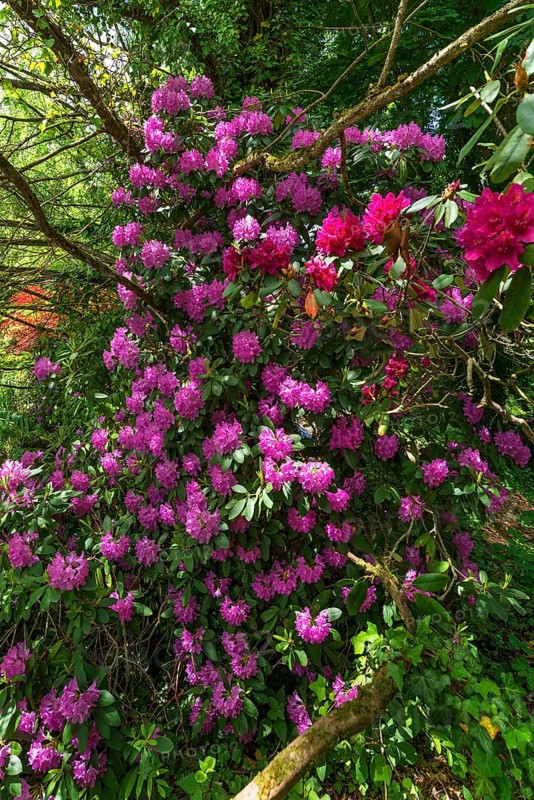Flowering rhododendrons