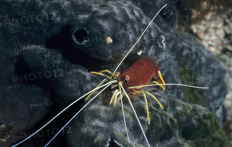 Shrimp striped small cleaner