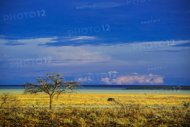 Landscape at the edge of the salt pan in the morning light