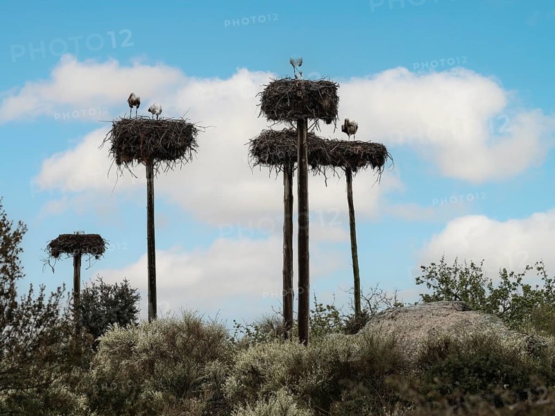 Weissstorch