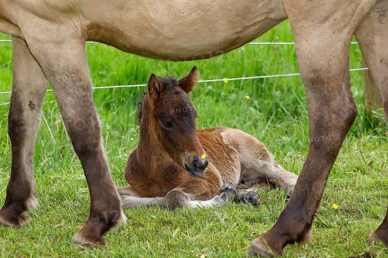 Young Icelandic horse