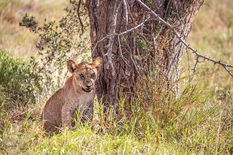 Lion