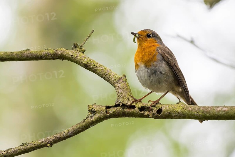 Robin