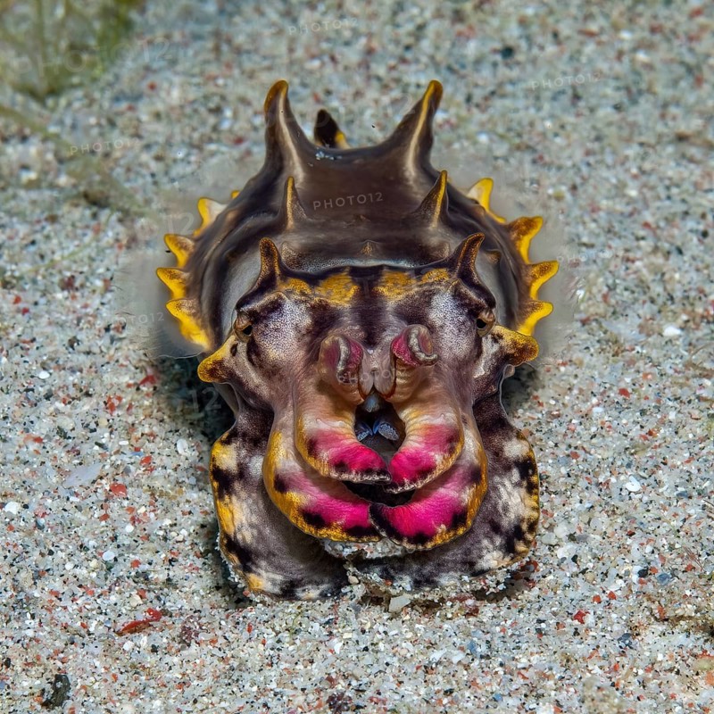 Close-up frontal view of poisonous pepper sepia
