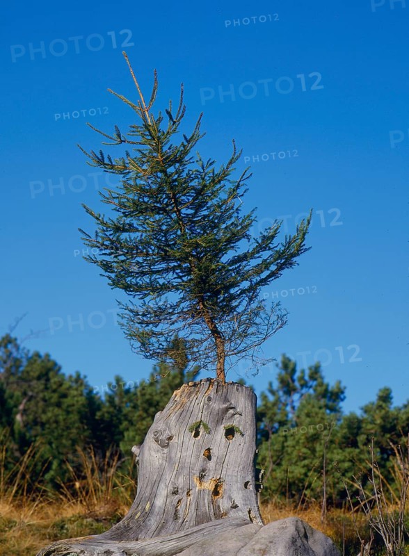 Spruce grows on a trunk in the rest stone early boundary stone between Baden and Wurttemberg Baiersbronn Black Forest Baden-Wuerttemberg Germany