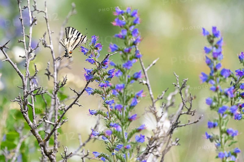 Scarce swallowtail