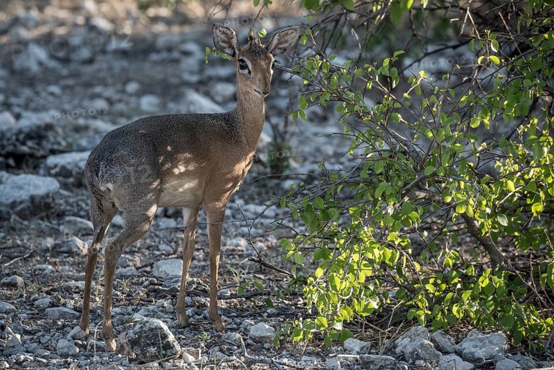 Kirk dikdik or kirk's dik-dik