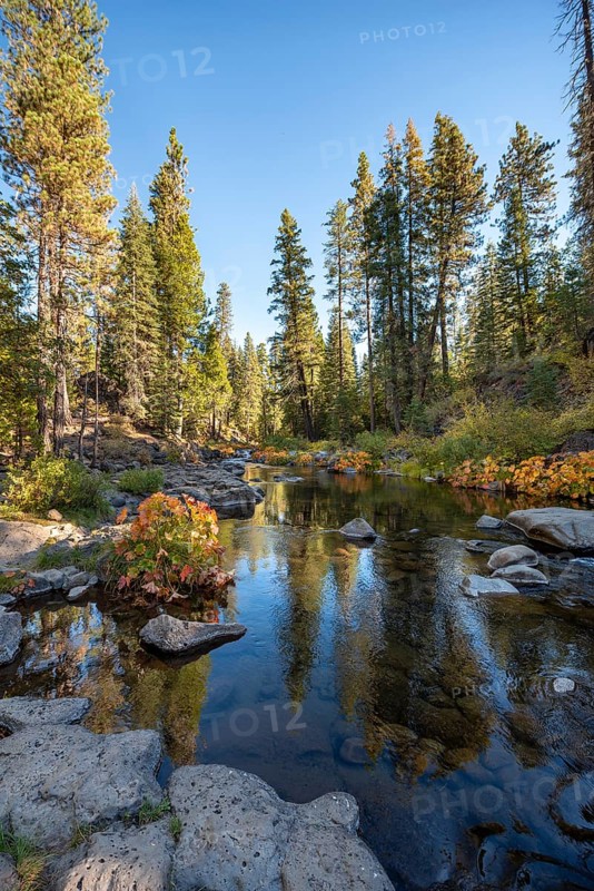 Autumn forest with river