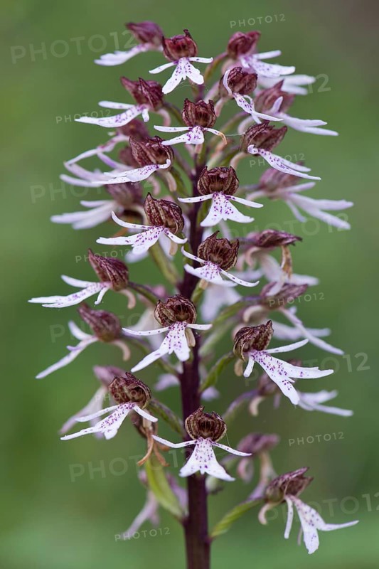 Northern marsh-orchid