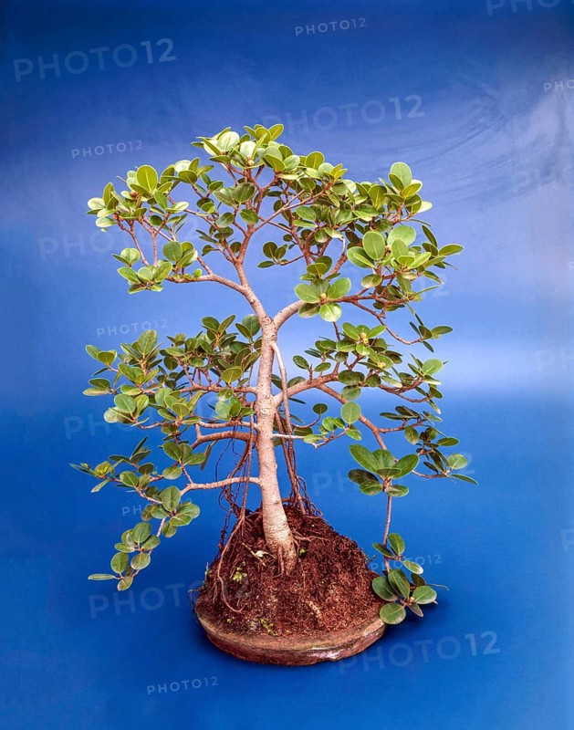 Bonsai