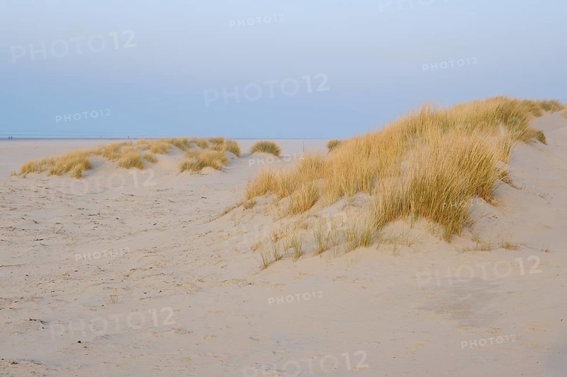 Duenen mit Strandhafer