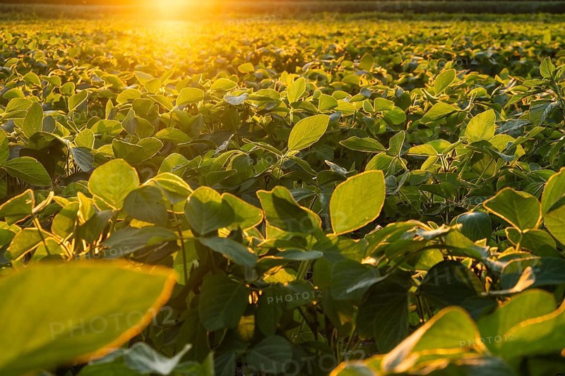 Closeup of green plants of soybean on field. Agricultural sunset landscape