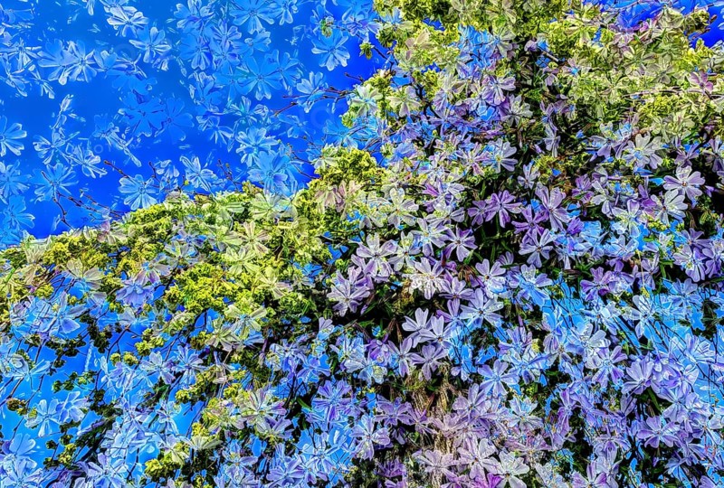 Flowers creative