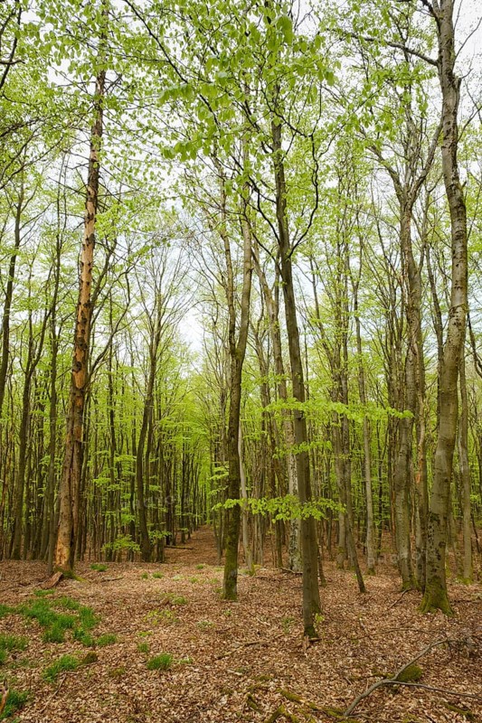 Beech forest with fresh greenery