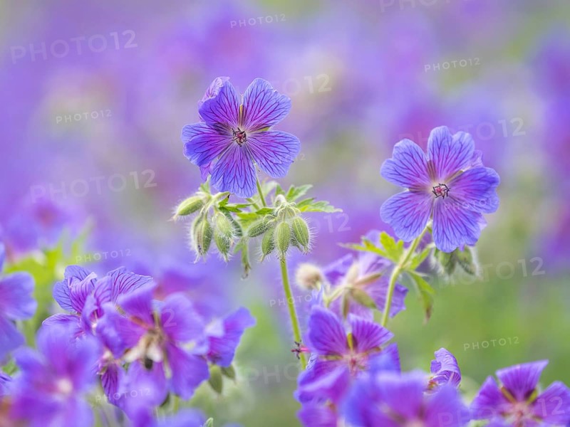 Large cranesbill