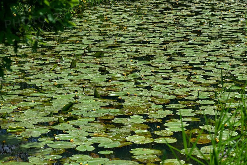 Flowering yellow water-lilies
