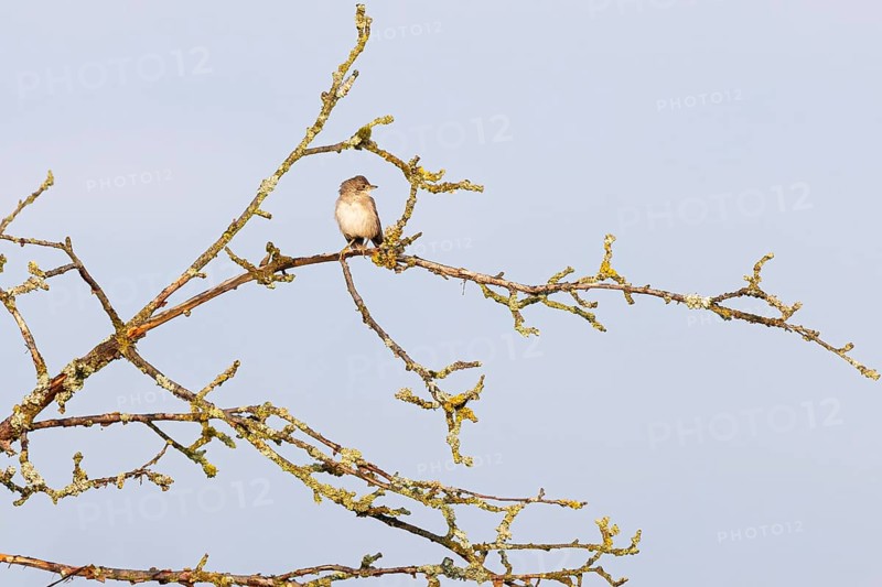 Garden warbler
