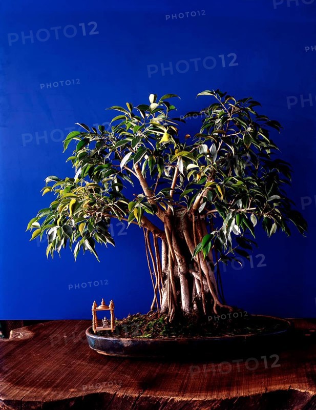 Bonsai Plant