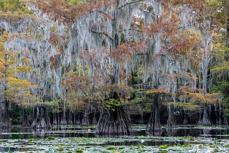 Bald cypresses
