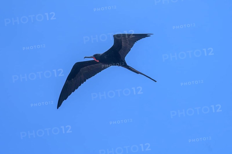 Male magnificent frigatebird