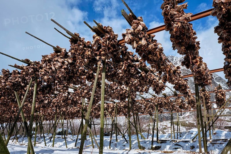 Drying flakes with stockfish cod fish heads in winter