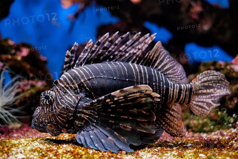Red lionfish