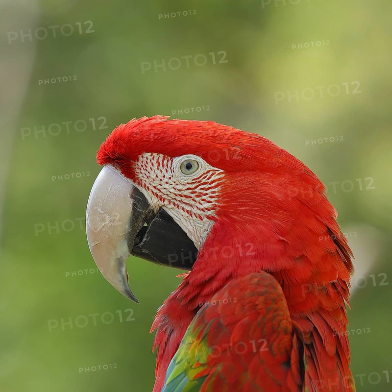 Scarlet macaw