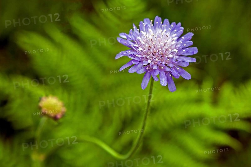 Field widow's-flower
