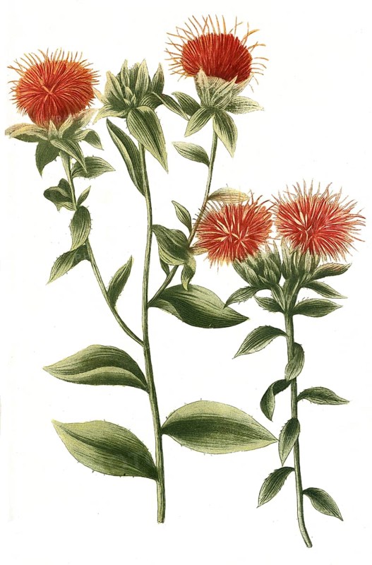 Carthamus sativus safflor
