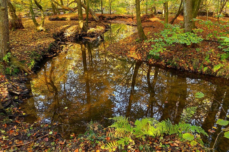 Rotbach in the autumnal Hiesfeld Forest