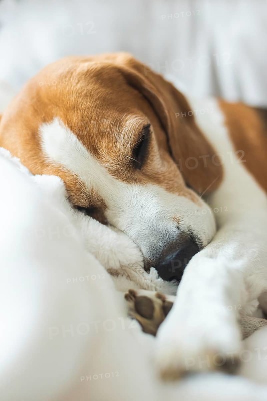 Adoult Male hound Beagle dog sleeping at home on the sofa. Cute dog portrait