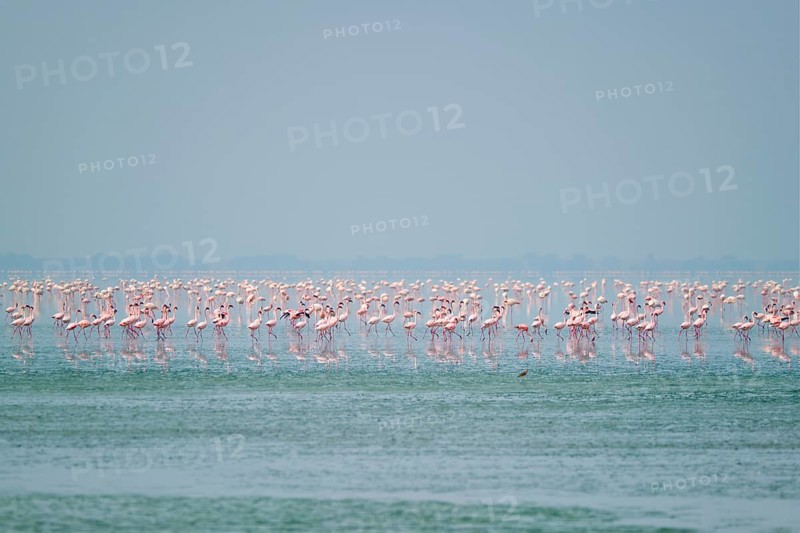 Pink flamingo birds walking in the Sambhar Salt Lake in Rajasthan. India