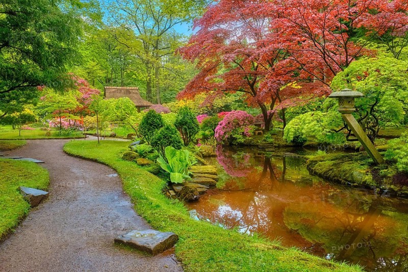 Little Japanese garden after rain