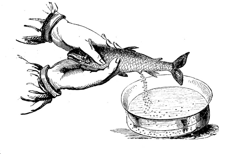 Artificial insemination in fish in 1880