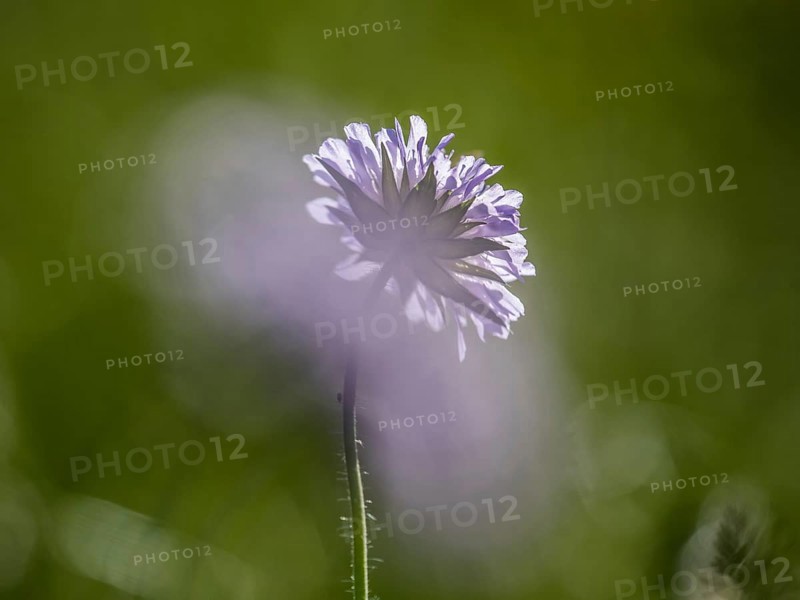 Field scabious