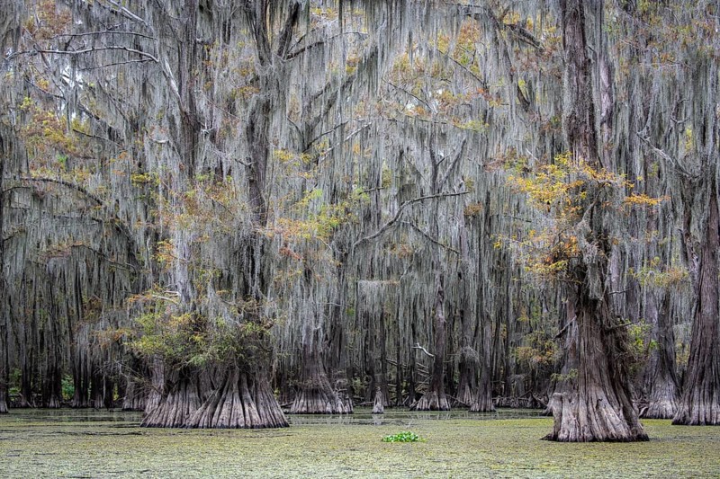 Bald cypresses
