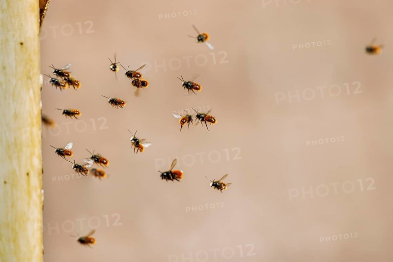Gehoernte Mauerbienen