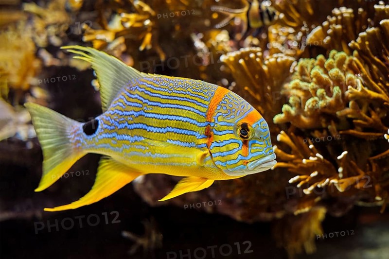 Sailfin snapper blue-lined sea bream