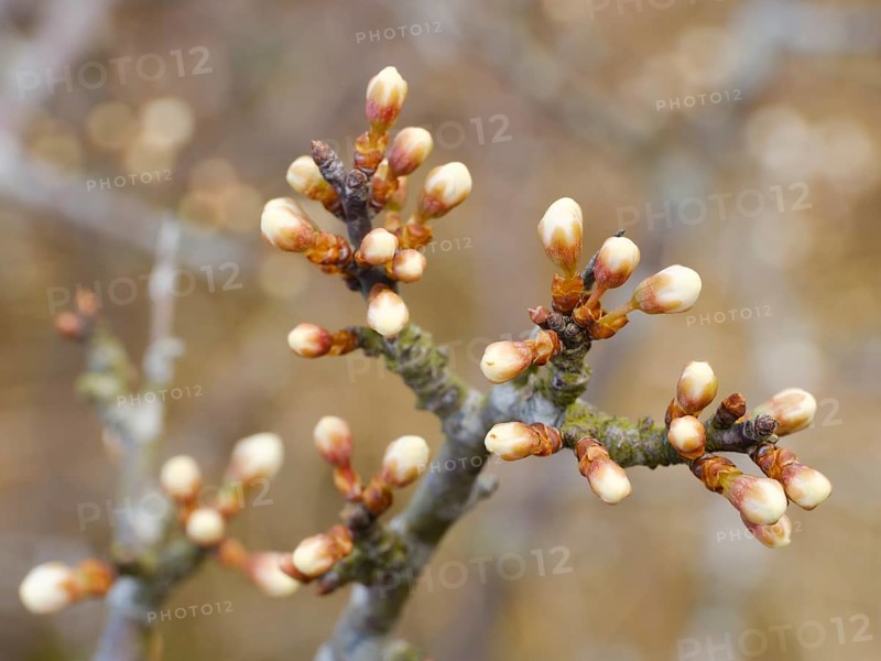 Knospen am Ast des Weissdorn