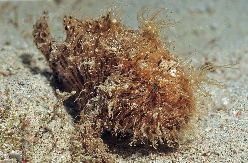 Hairy frogfish crawls over sandy seabed